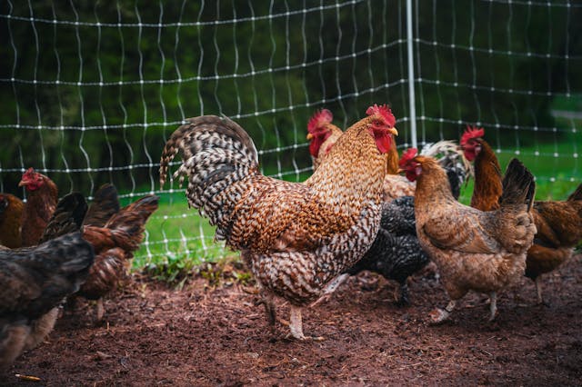 Clôture de ferme : choisir la solution idéale pour chaque besoin